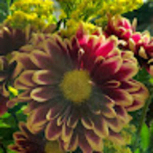 Meet your Posher, Wanda